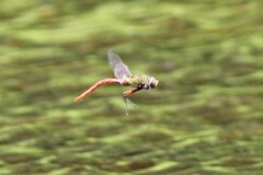 Anax longipes