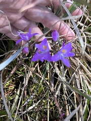 Calopogon barbatus