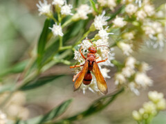 Tachypompilus xanthopterus