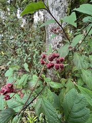 Miconia xalapensis