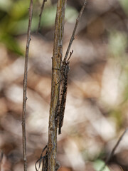 Ameromyia strigosa