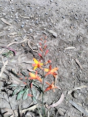 Crocosmia × crocosmiiflora