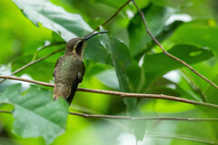 Phaethornis eurynome