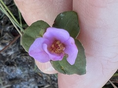 Rhexia nuttallii