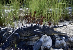 Crocodylus