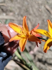 Crocosmia × crocosmiiflora