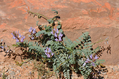 Astragalus lentiginosus
