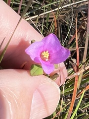 Rhexia nuttallii