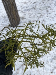 Phoradendron bolleanum