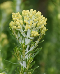 Ozothamnus turbinatus