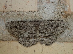 Zermizinga sinuata