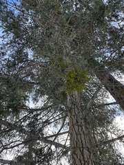 Phoradendron bolleanum