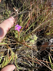 Rhexia nuttallii