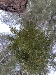 Phoradendron bolleanum