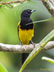 Icterus prosthemelas