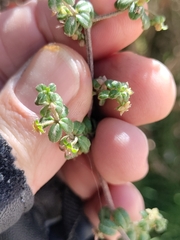 Galium hypocarpium