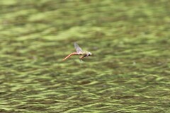 Anax longipes