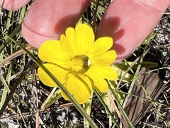Pinguicula lutea