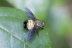 Itasaundersia robusta