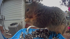 Sciurus niger