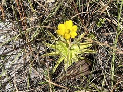 Pinguicula lutea