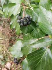 Hedera colchica