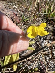 Pinguicula lutea