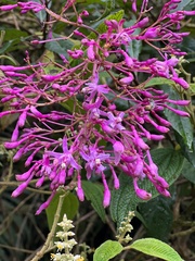 Fuchsia paniculata