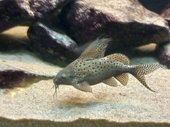 Synodontis eupterus
