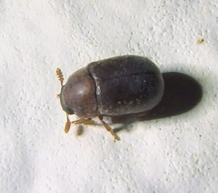 Pentaphyllus chrysomeloides