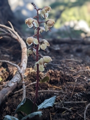 Pyrola picta