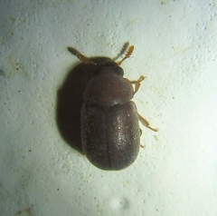 Pentaphyllus chrysomeloides