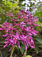 Fuchsia paniculata