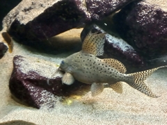 Synodontis eupterus
