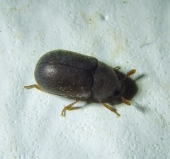 Pentaphyllus chrysomeloides