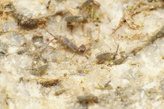 Entomobrya unostrigata