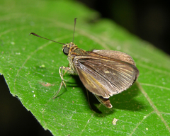 Parphorus decora