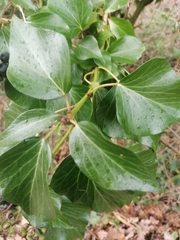 Hedera colchica