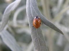 Adalia bipunctata