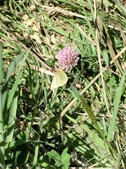Colias dimera