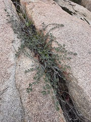 Acmispon argophyllus