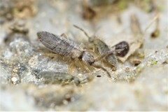 Entomobrya unostrigata