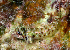 Helcogramma chica