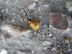 Adalia bipunctata