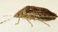 Cephaloplatus bellus