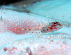 Helcogramma chica