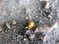 Adalia bipunctata