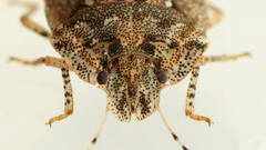 Cephaloplatus bellus