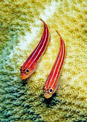 Helcogramma striata