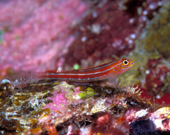 Helcogramma striata